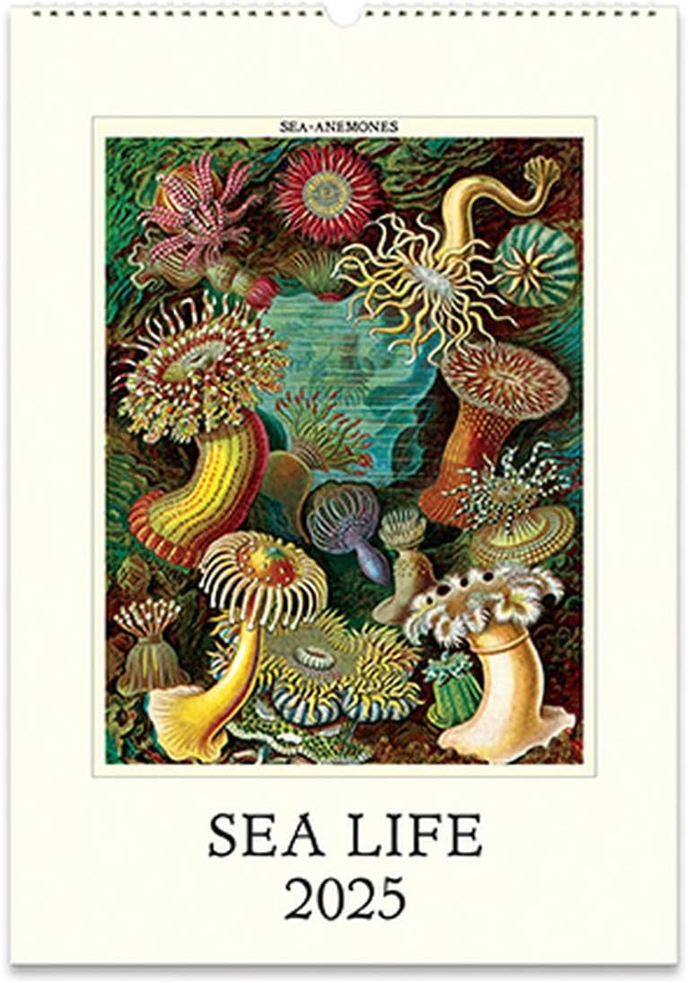 Cavallini Sea Life Calendar 2025