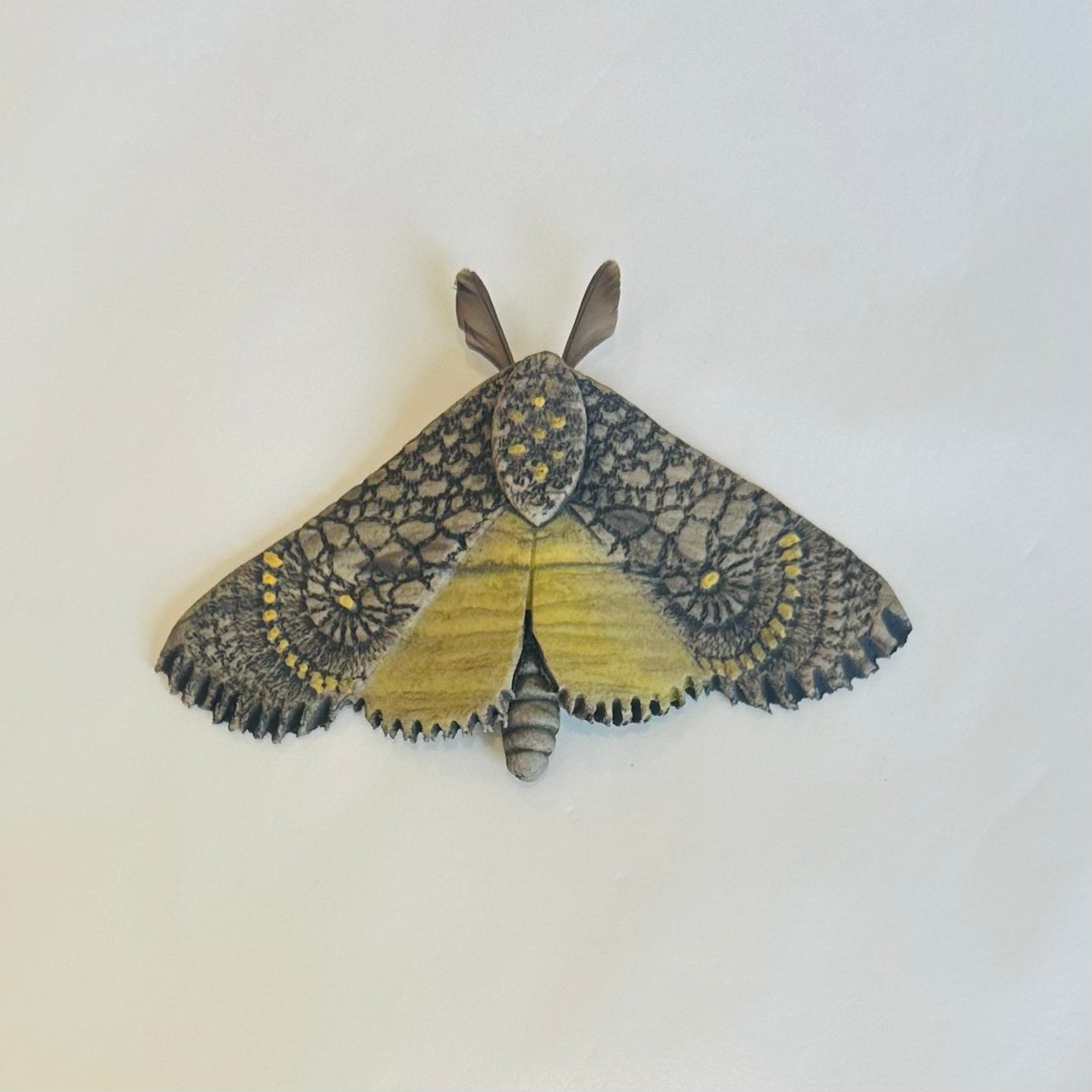 Ochre Clay moth