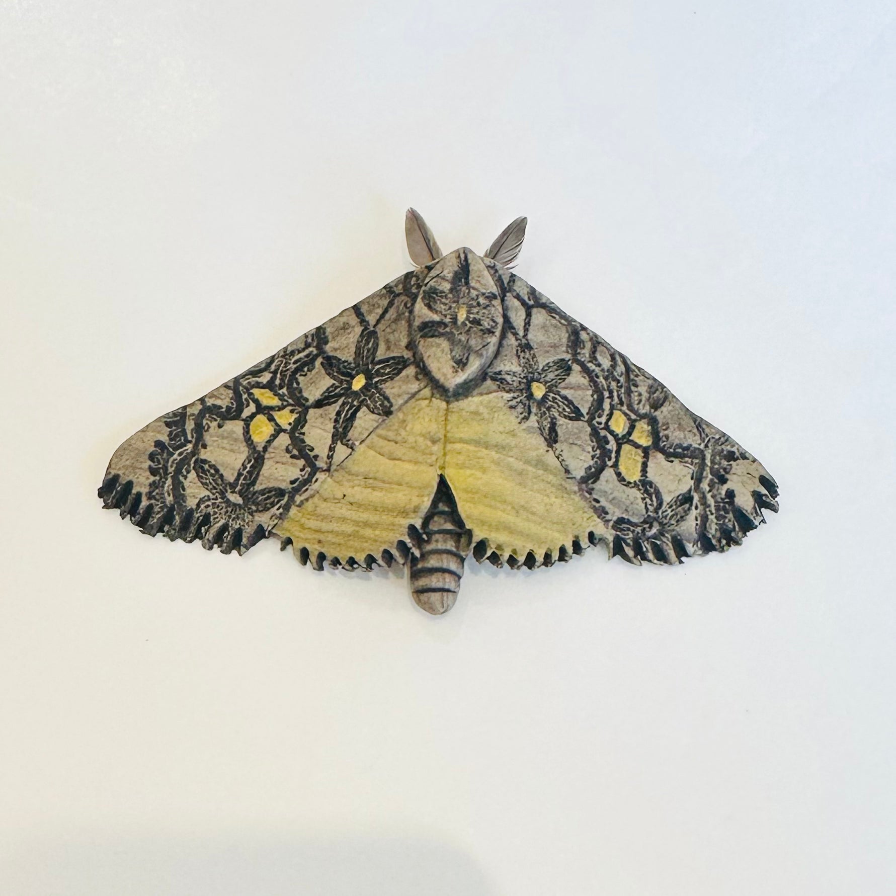 Ochre Clay moth