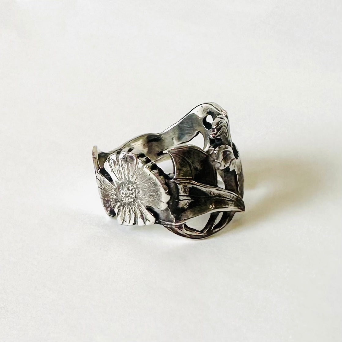 Marlborough Rock Daisy