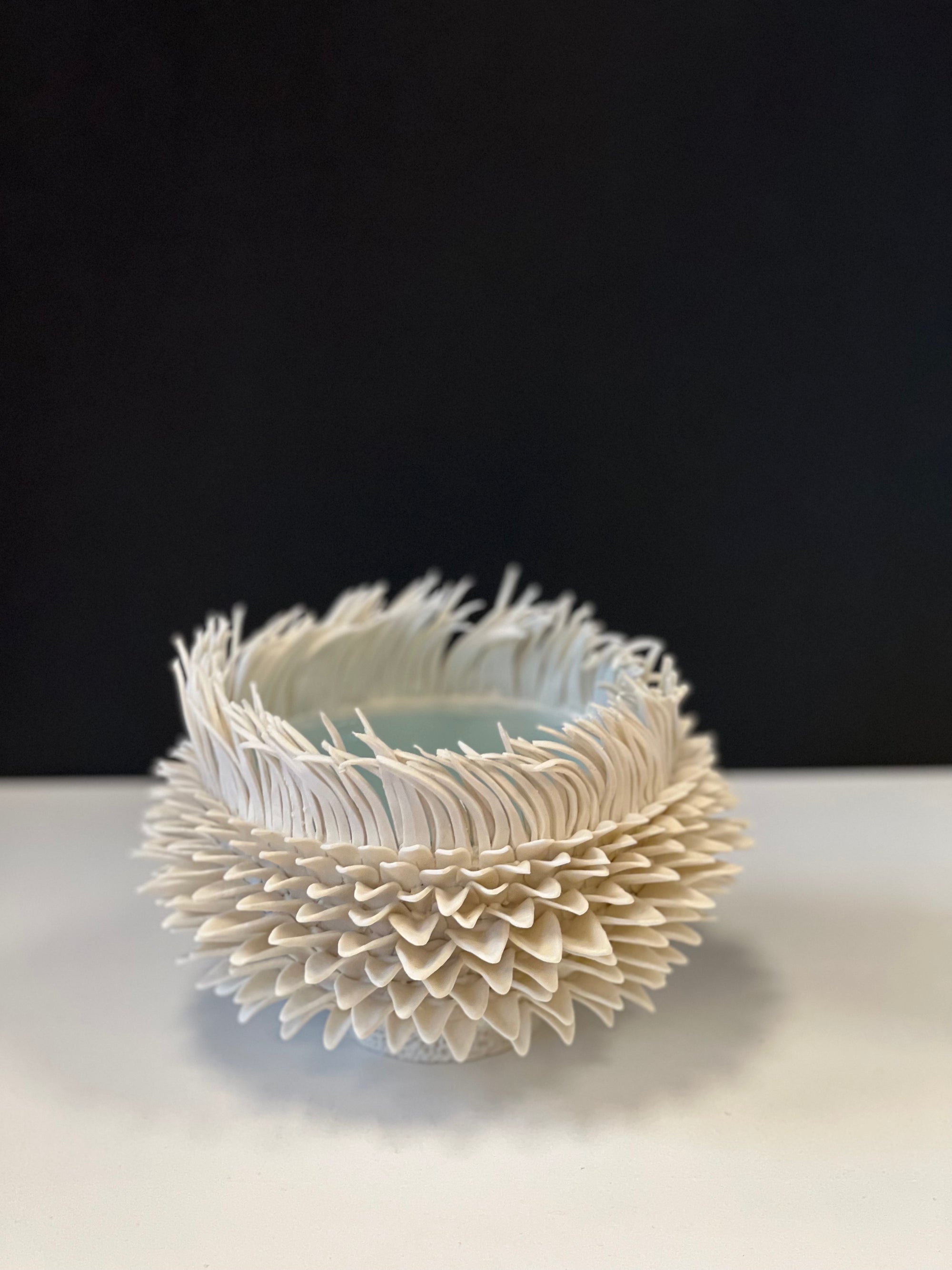 Sea Anemone