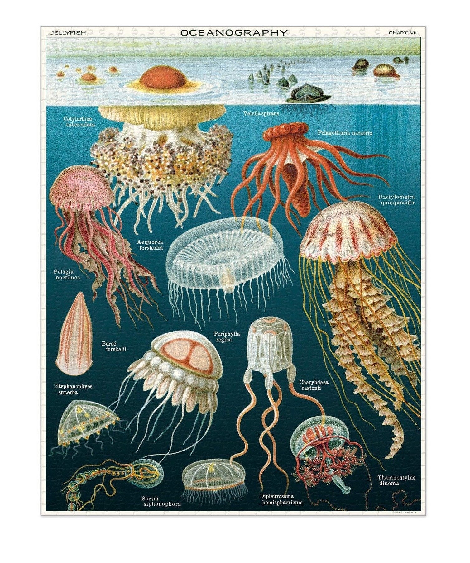Jellyfish Puzzle