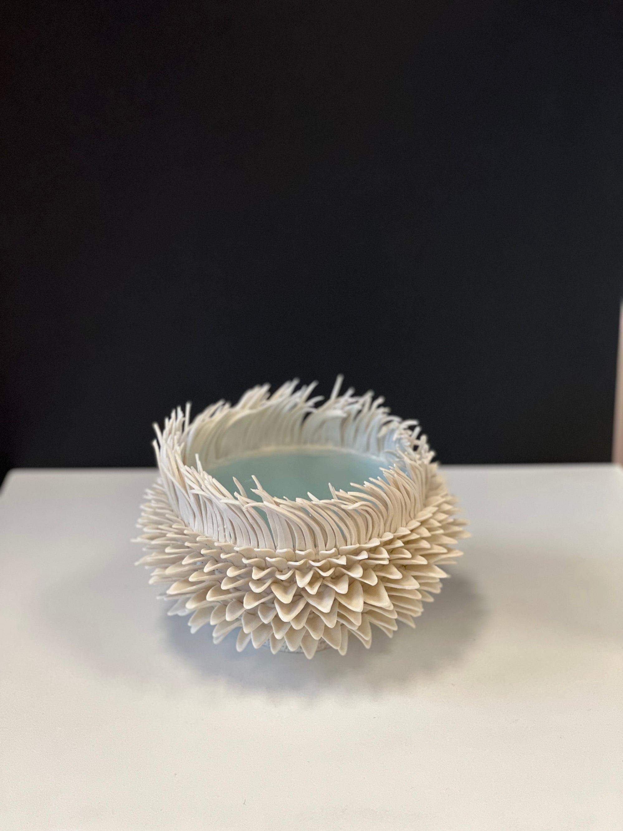 Sea Anemone